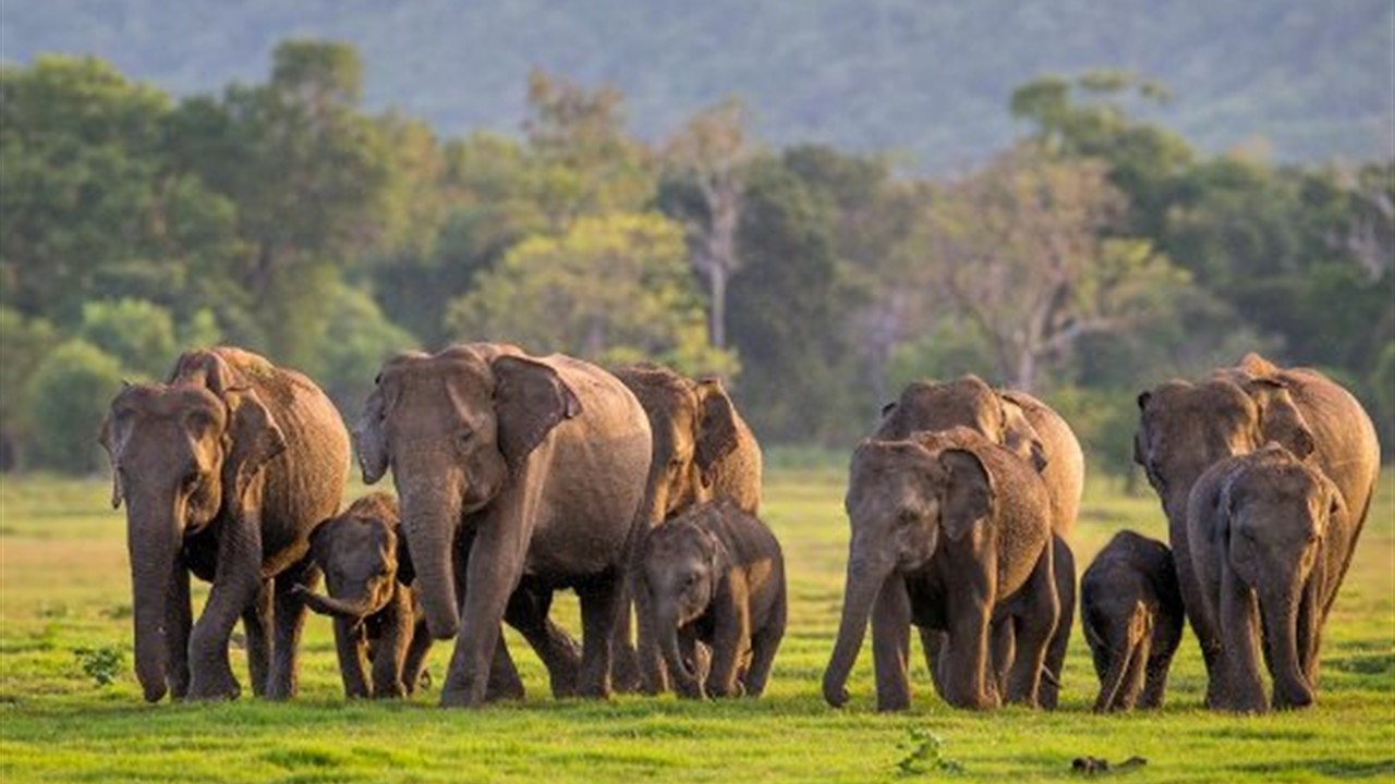 Minneriya National Park
